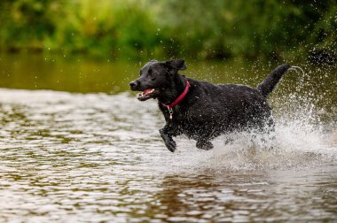Siyah labrador köpeği oynuyor ve suya atlıyor.