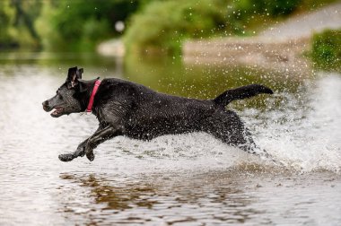 Siyah labrador köpeği oynuyor ve suya atlıyor.