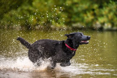 Siyah labrador köpeği oynuyor ve suya atlıyor.