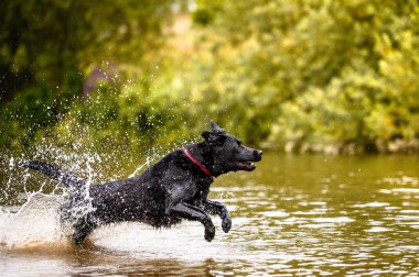Siyah labrador köpeği oynuyor ve suya atlıyor.
