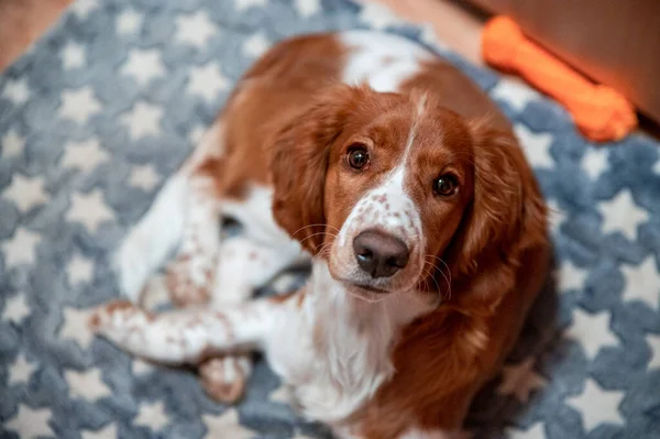 Lindo Aspecto Galés Springer Spaniel Cachorro — Foto de Stock