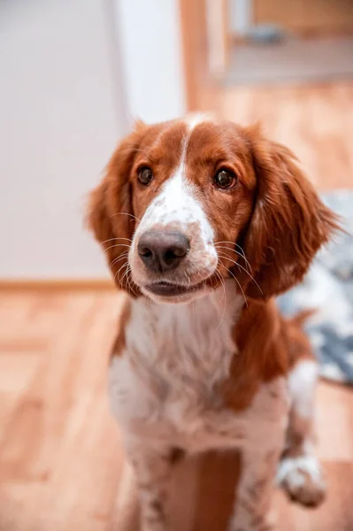 Lindo Aspecto Galés Springer Spaniel Cachorro —  Fotos de Stock