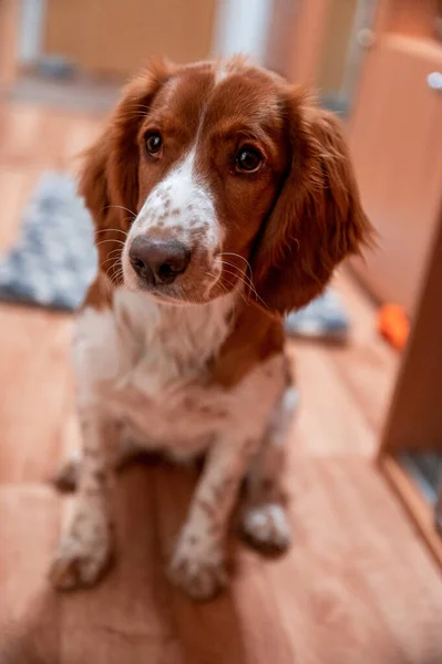 Cute Looking Welsh Springer Spaniel Puppy — Stock Photo, Image