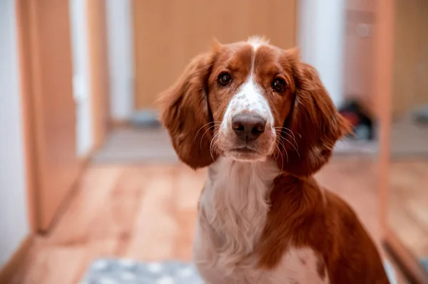 Bonito Olhar Welsh Springer Spaniel Cachorro — Fotografia de Stock