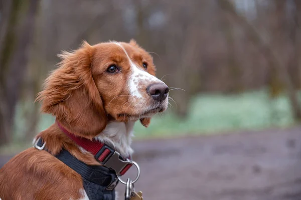 Bonito Olhar Welsh Springer Spaniel Cachorro — Fotografia de Stock