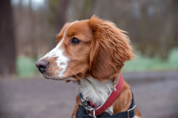 Bonito Olhar Welsh Springer Spaniel Cachorro — Fotografia de Stock