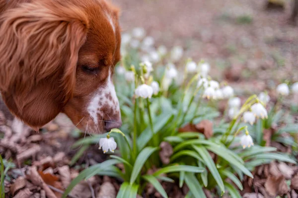 Cute Looking Welsh Springer Spaniel Puppy — Stock Photo, Image