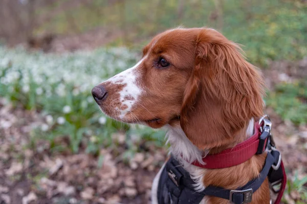 Bonito olhar Welsh springer spaniel cachorro — Fotografia de Stock