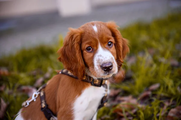 かわいいです見た目よくSpinger Spaniel子犬 — ストック写真
