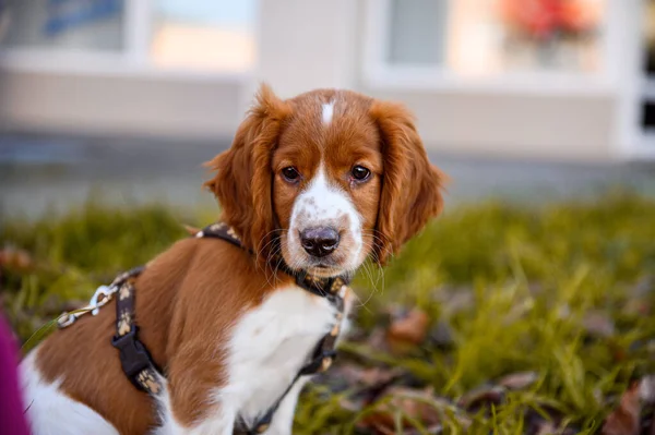 Słodkie Patrząc Walijski Springer Spaniel Szczeniak — Zdjęcie stockowe