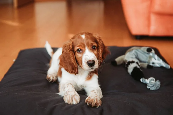 可爱的样子 湿透了的小猎犬 — 图库照片