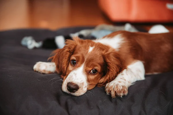 Bonito Olhar Welsh Springer Spaniel Cachorro — Fotografia de Stock