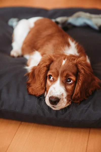 Mignon Recherche Gallois Springer Épagneul Chiot — Photo