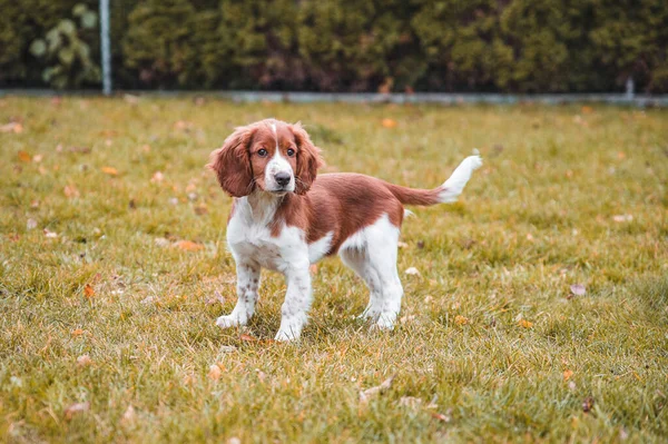 Cute Looking Welsh Springer Spaniel Puppy — Stock Photo, Image