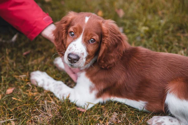 Słodkie Patrząc Walijski Springer Spaniel Szczeniak — Zdjęcie stockowe