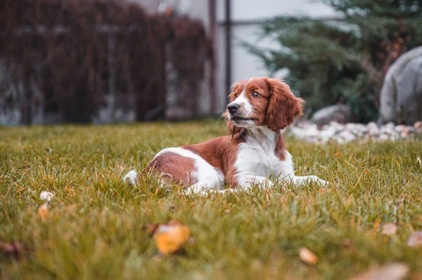 Słodkie Patrząc Walijski Springer Spaniel Szczeniak — Zdjęcie stockowe