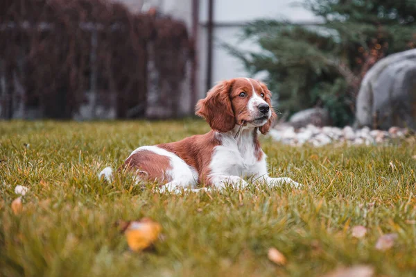 Słodkie Patrząc Walijski Springer Spaniel Szczeniak — Zdjęcie stockowe