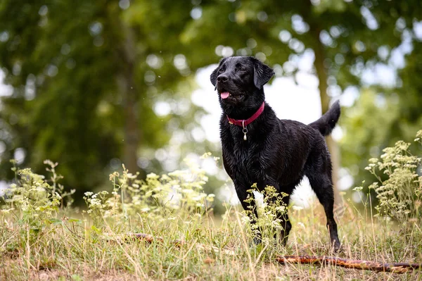 Czarny Pies Labrador Bawi Się Skacze Wodzie — Zdjęcie stockowe