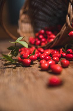 Sepette koyu kırmızı gül kalçası