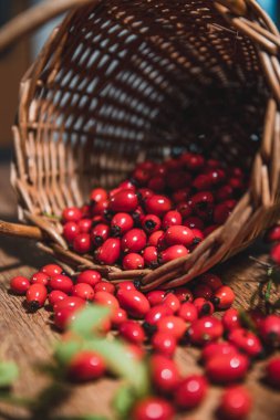 Sepette koyu kırmızı gül kalçası