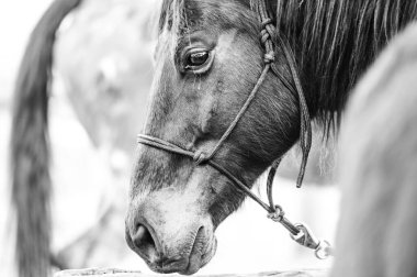 Hayret verici bir hayvan portresi, doğada güzel bir at..