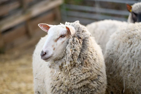 Schattig portret van boerderijdier schapen, lam op de lente. — Stockfoto