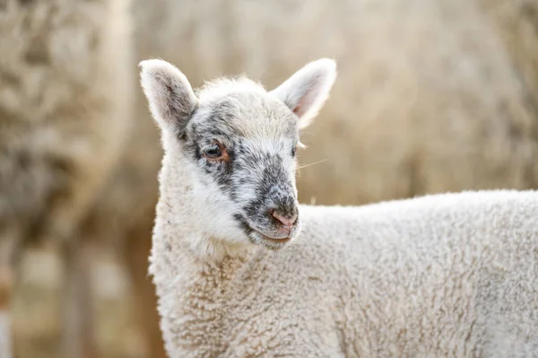 Schattig portret van boerderijdier schapen, lam op de lente. — Stockfoto
