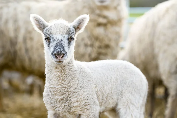 Schattig portret van boerderijdier schapen, lam op de lente. — Stockfoto