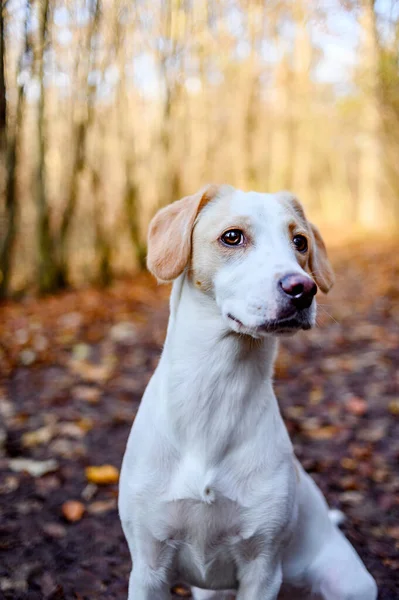 在五彩斑斓的森林里，迷人的健康的成年白狗. — 图库照片