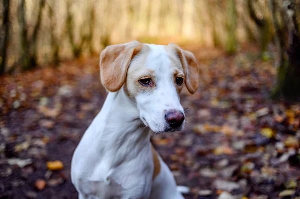 Incrível saudável olhar adulto cão branco na floresta colorida . — Fotografia de Stock