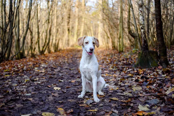 Niesamowite zdrowo wyglądający dorosły biały pies w kolorowym lesie. — Zdjęcie stockowe