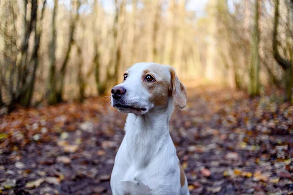 Úžasný zdravě vypadající dospělý bílý pes v barevném lese. — Stock fotografie