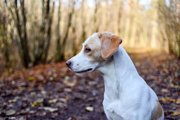 Csodálatos egészséges megjelenésű felnőtt fehér kutya színes erdőben. — Stock Fotó