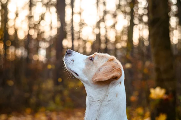 Fantastisk frisk vuxen vit hund i färgglada skogen. — Stockfoto