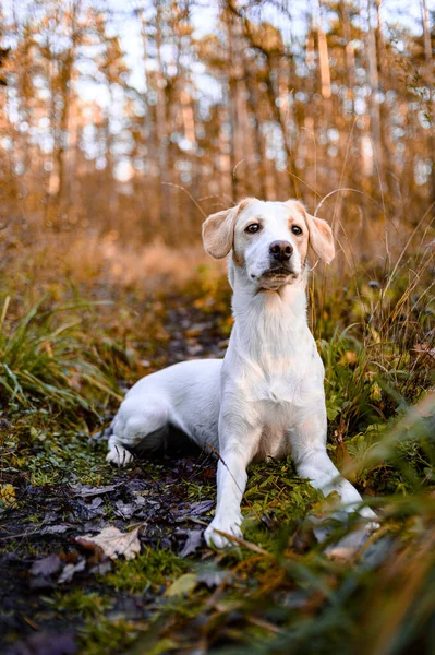 Fantastisk frisk vuxen vit hund i färgglada skogen. — Stockfoto