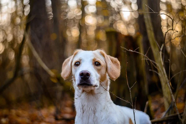 Fantastisk frisk vuxen vit hund i färgglada skogen. — Stockfoto