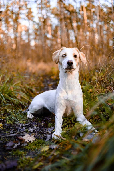 在五彩斑斓的森林里 迷人的健康的成年白狗 — 图库照片