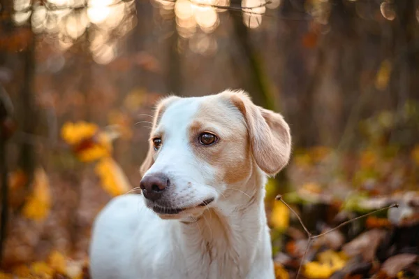 Fantastisk Frisk Vuxen Vit Hund Färgglada Skogen — Stockfoto