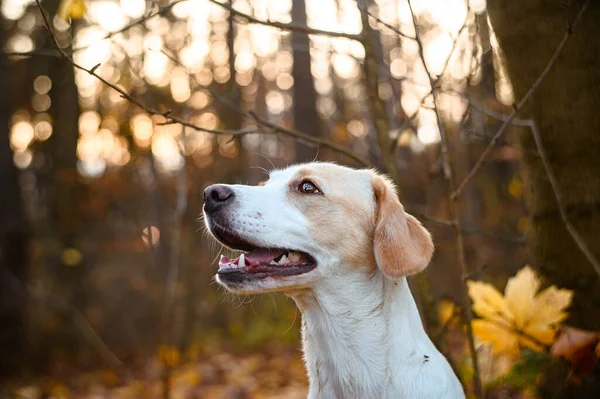 Renkli Ormanda Şaşırtıcı Derecede Sağlıklı Görünen Yetişkin Beyaz Köpek — Stok fotoğraf