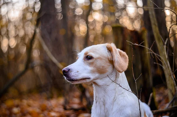 Fantastisk Frisk Vuxen Vit Hund Färgglada Skogen — Stockfoto