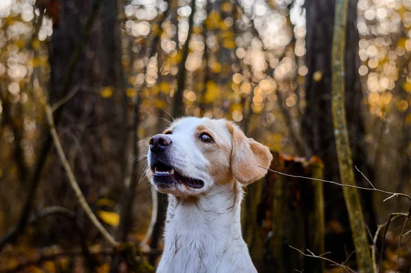 Fantastisk Frisk Vuxen Vit Hund Färgglada Skogen — Stockfoto