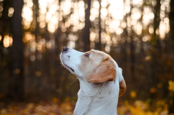 Fantastisk Frisk Vuxen Vit Hund Färgglada Skogen — Stockfoto