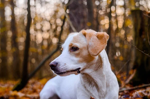 Renkli Ormanda Şaşırtıcı Derecede Sağlıklı Görünen Yetişkin Beyaz Köpek — Stok fotoğraf