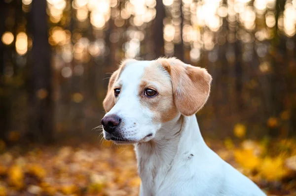 Fantastisk Frisk Vuxen Vit Hund Färgglada Skogen — Stockfoto