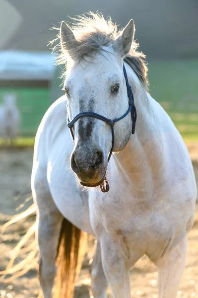 自然の中で素晴らしい動物 美しい馬の肖像画 — ストック写真