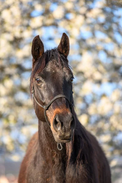 Porträtt Fantastiska Djur Vacker Häst Naturen Bakgrund — Stockfoto