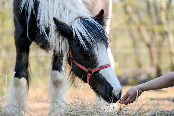 Portrait of amazing animal, beautiful horse on nature background.