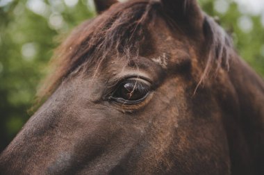 Güzel at gözü, kapat.