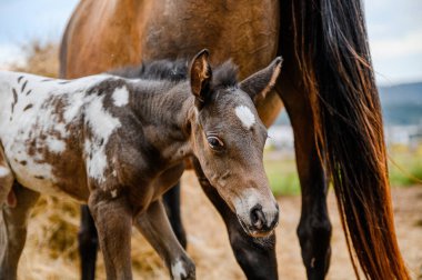 Appaloosa soyundan genç bir tay, batı atı.