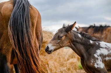 Appaloosa soyundan genç bir tay, batı atı.